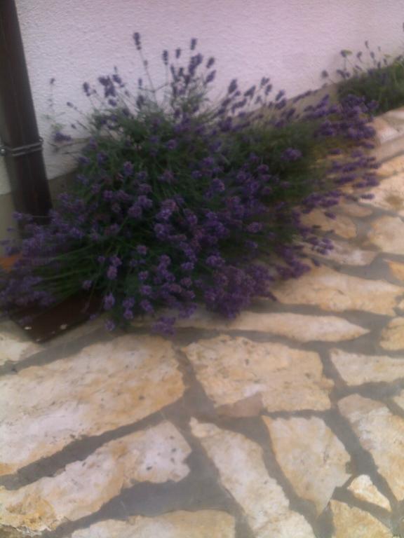 Apartment Tuja Jadrtovac ห้อง รูปภาพ